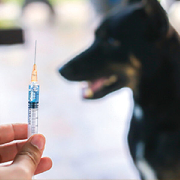 Syringe containing Vaccination for Dog in Background